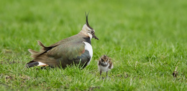 Weidevogelbeheer kuiken