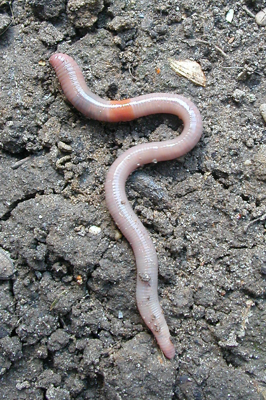 Foto van een Grondeter (Aporrectodea caliginosa)