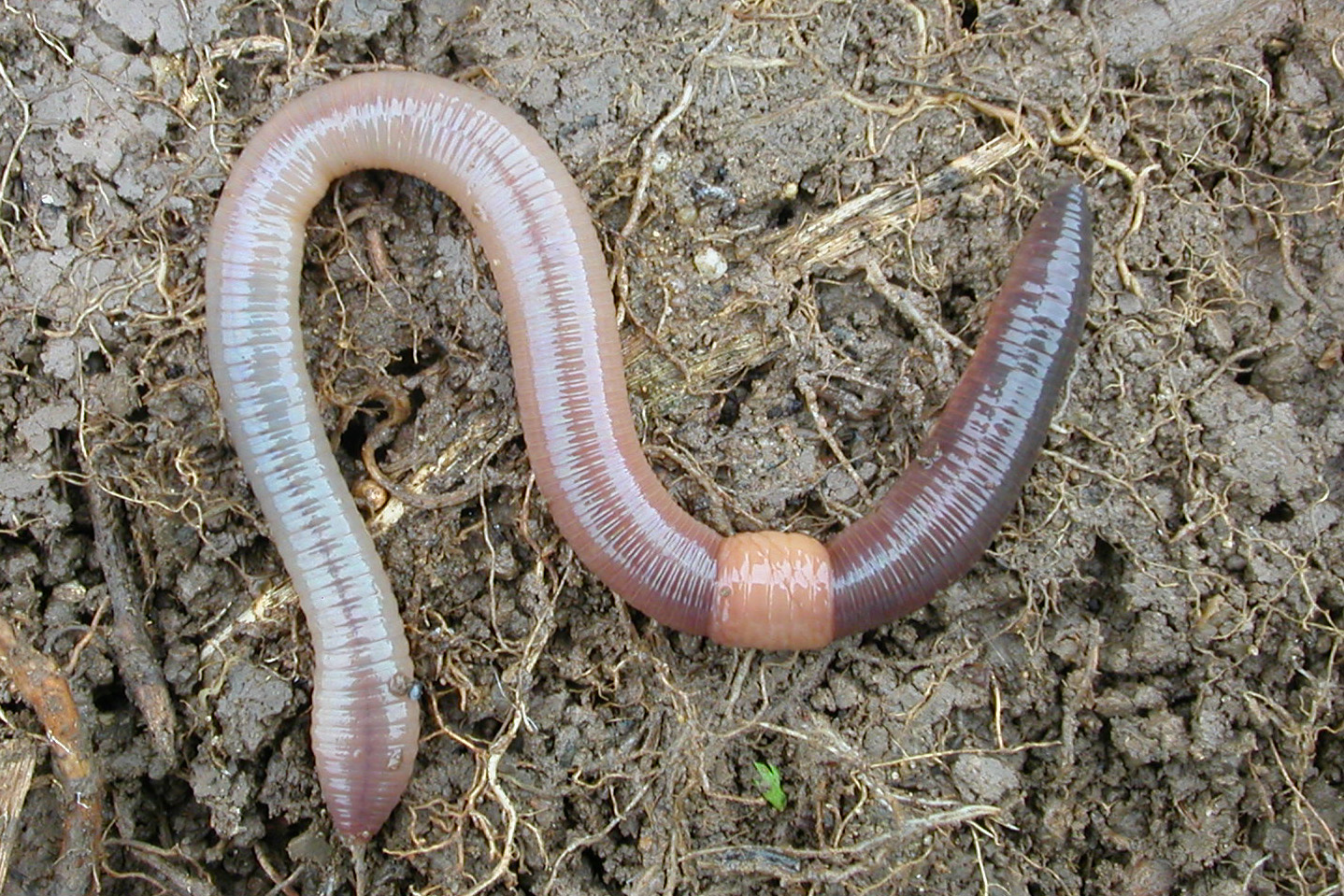 Foto van een Pendelaar (Lumbricus terrestris)