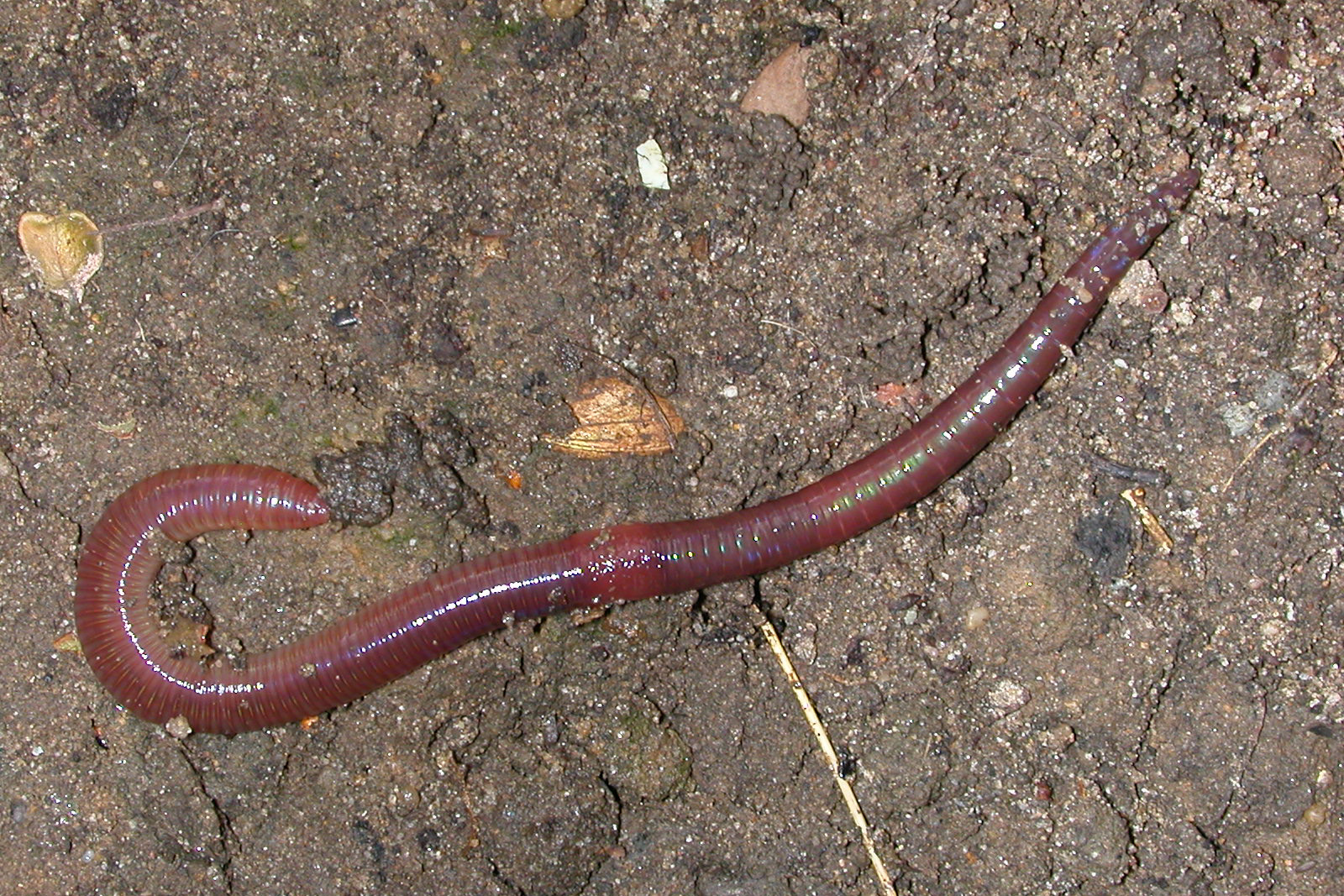 Foto van een Strooiseleter (Lumbricus rubellus)