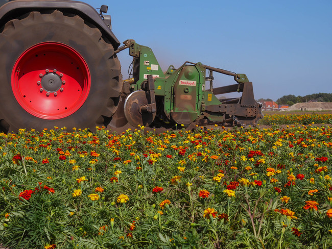 Een grote landbouwmachine werk gekleurde afrikaantjes (planten) door de grond