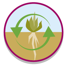 Pictogram levenscyclus bescherming. Plant met wortels met hieromgeen in een cirkel twee pijlen