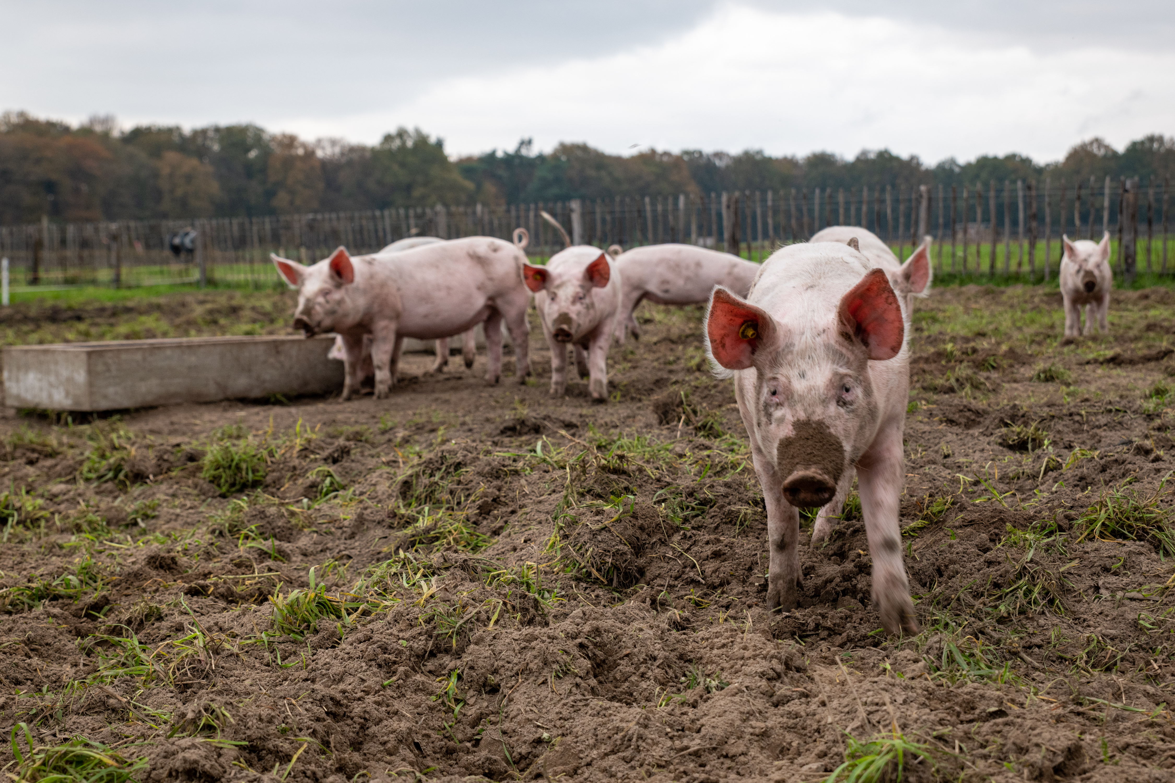 Varkens op Herenboerderij Goedentijd