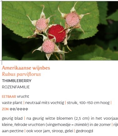 Amerikaanse wijnbes