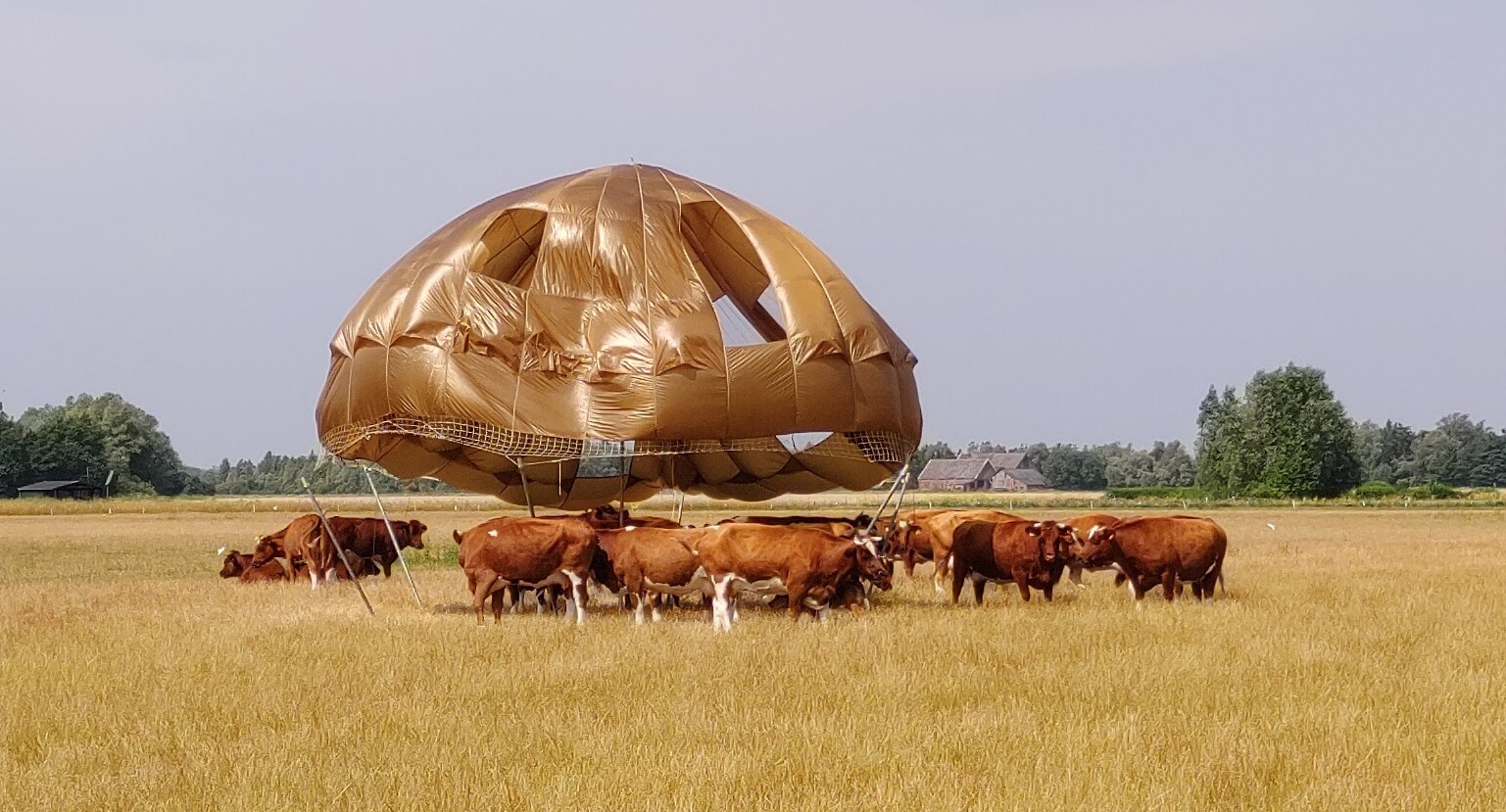 Koeien onder een beschutting van oude parachutes