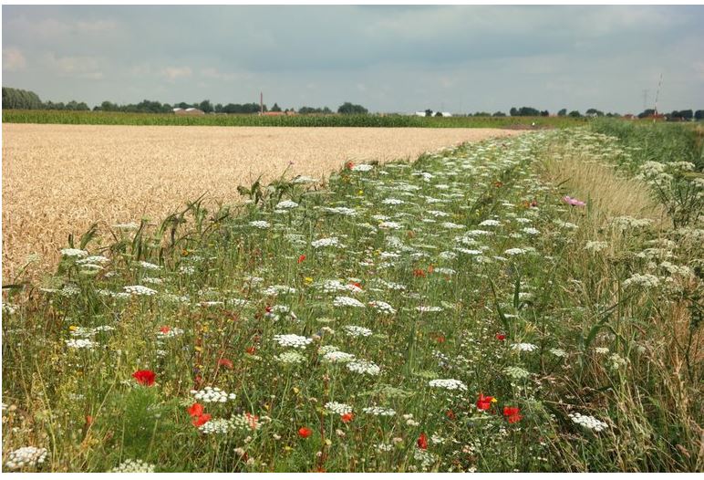 Akkerranden hoeksche waard 