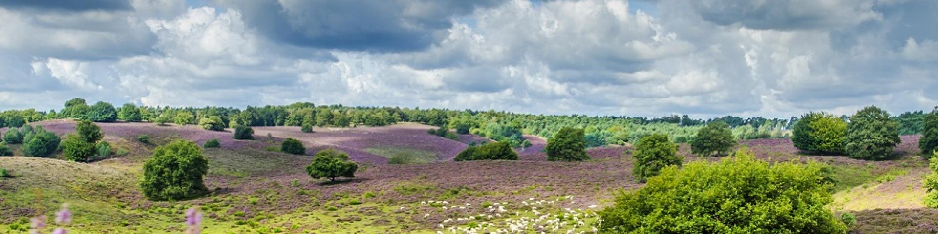 Zomer 2017 landschap