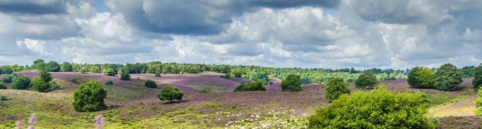 Zomer 2017 landschap