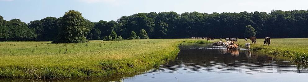 Koeien drinken uit een sloot in een weiland met bos op de achtergrond