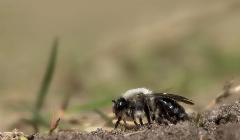 Zandbij op de grond met groen gras op de achtergrond