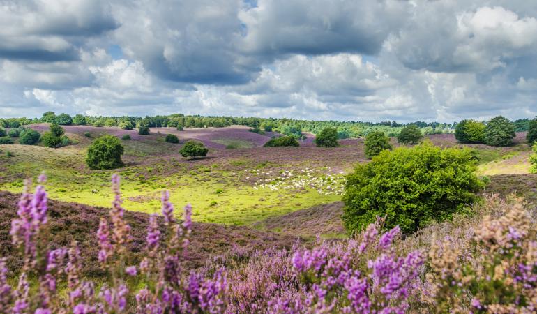 Zomerlandschap heide