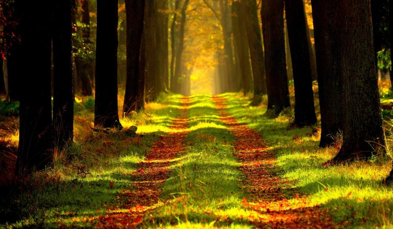 Bos in herfstsfeer