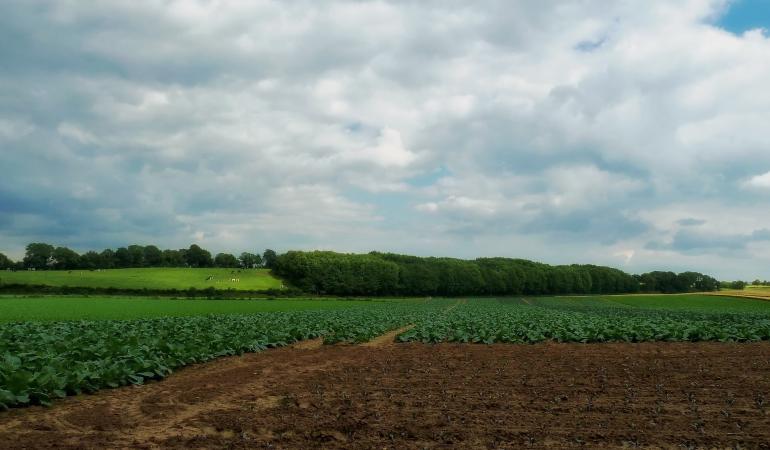 Agrarisch landschap in Nederland