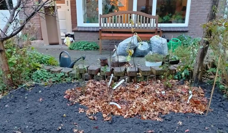 Tuiny forest in wording