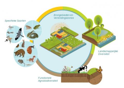 conceptueel-kader-biodiversiteit.jpg
