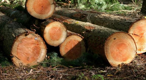 Gekapte bomen in het bos