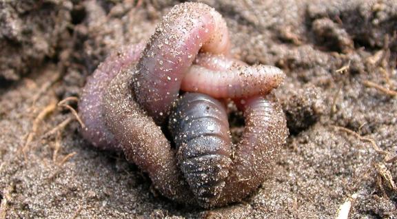 Opgerolde regenworm in zand