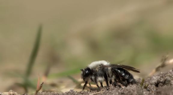 Zandbij op de grond met groen gras op de achtergrond