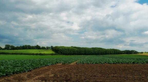 Agrarisch landschap in Nederland