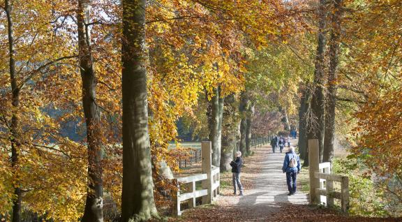 Wandelaars in bos in herfst