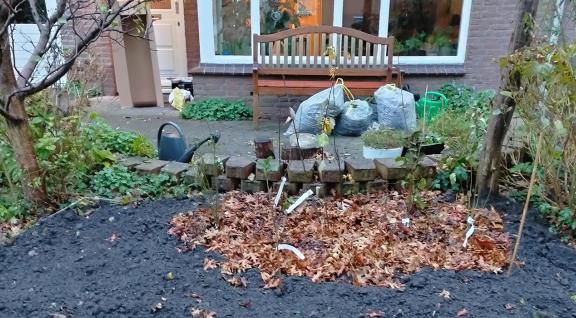 Tuiny forest in wording