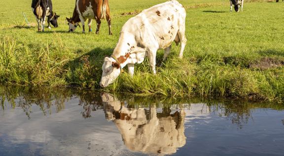 Koe drinkt uit sloot