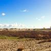 Foto Dutch Dying Desert