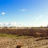 Foto Dutch Dying Desert