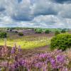 Zomerlandschap heide