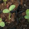 Ontkiemende plantjes in bodem