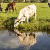 Koe drinkt uit sloot